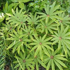 Large Schefflera taiwaniana tropical specimen