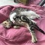 2 11 week old kittens Image 2