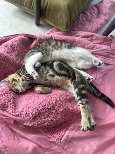2 11 week old kittens
