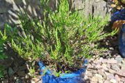 Heather Plant in Decorative Blue Pineapple Texture Pot
