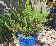 Heather Plant in Decorative Blue Pineapple Texture Pot