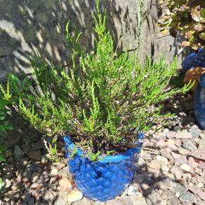 Heather Plant in Decorative Blue Pineapple Texture Pot