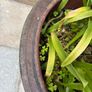 Large Vintage Glazed Chinese Pottery Planter Image 3