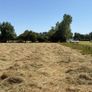 Hay for Sale Image 3