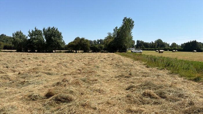 Hay for Sale
