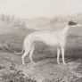 Greyhound 1837 Antique Print Image 3