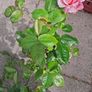 Pink shaded rose Image 3