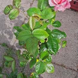 Pink shaded rose