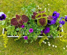 Potted Window box