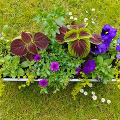 Potted Window box