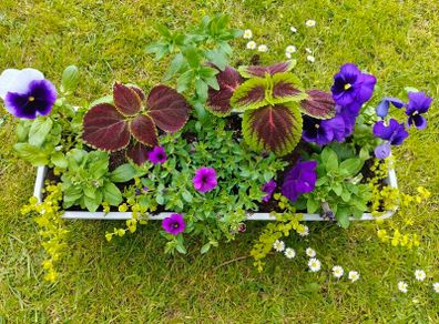 Potted Window box