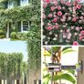 T316 Stainless Steel Trellis for Climbing Plants,Complete Set Wall Brackets and diameter 3 mm Steel Cable( 8 Holders,10m Rope ) Image 7