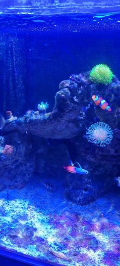 marine livestock
