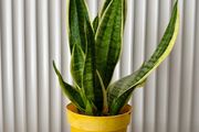 Sansevieria