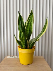 Sansevieria