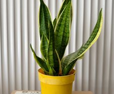 Sansevieria