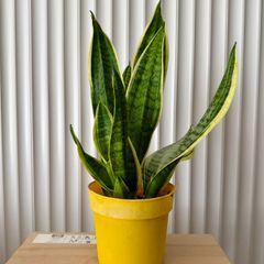 Sansevieria