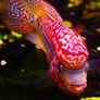 fish tank Image 6
