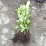 Laurel Hedging Image 5