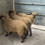 Shrophshire Ram and Shropshire Ram Lambs Image 5