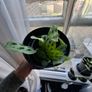 Prayer plant Image 2