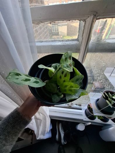 Prayer plant