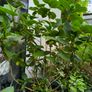 garden plants Image 2