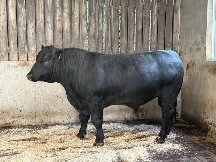 AA bull