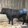 AA bull Image 6
