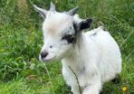 Pygmy Goat free to good home