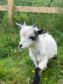 Pygmy Goat free to good home