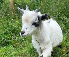 Pygmy Goat free to good home