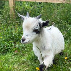 Pygmy Goat free to good home