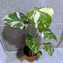 Monstera Thai Constellation Plant Image 4