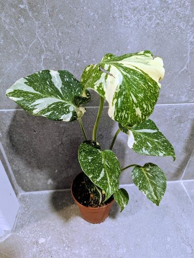 Monstera Thai Constellation Plant