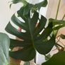 large monstera Image 2