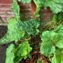 Freshly picked Rhubarb Image 2