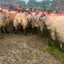 Ewe lambs Image 4