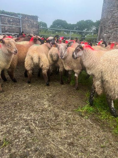 Ewe lambs
