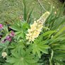 Lupinus Chandelier Yellow Image 2