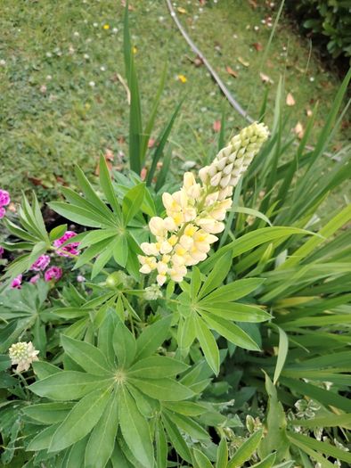 Lupinus Chandelier Yellow