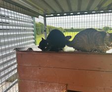 Cat adoption