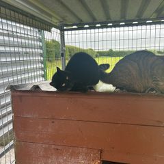 Cat adoption