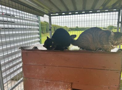 Cat adoption