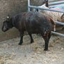 Blue Texel ram Image 3