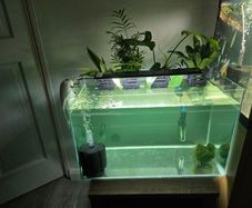 fish tank
