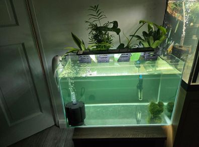 fish tank