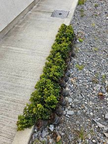 Box Hedge plants