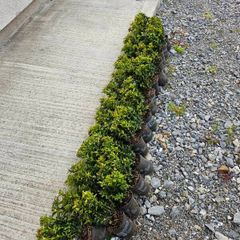 Box Hedge plants
