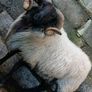Hogget rams and ram lamb Image 3